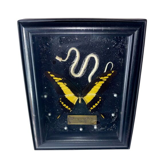 Framed 7x9 Snake Skeleton & King Swallowtail Butterfly (Papilio Thoas) - Picture 1 of 3